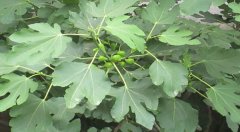 无花果在园林设计中的如何栽培？