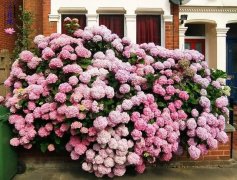 春日是创建最美私人别墅庭院的好季节