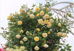 精心设计您的别墅花园非常重要