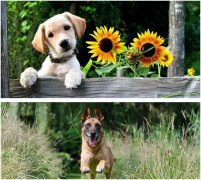 对于家中有小狗狗的业主来说，花园怎么设计合适？