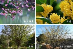 院落设计干货分享——不同风格的院落植物配置