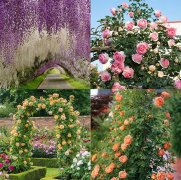 9种最适宜打造花拱门的爬藤花，家有庭院的你不要错过哦