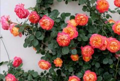 植物怎么配置，有哪些植物适合栽种在庭院里？