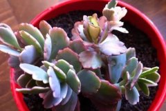 在别墅花园里种植多肉植物，要怎么养护？