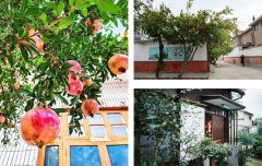 石榴、橘子、柿子、枣树这四种果树非常适合种在庭院里