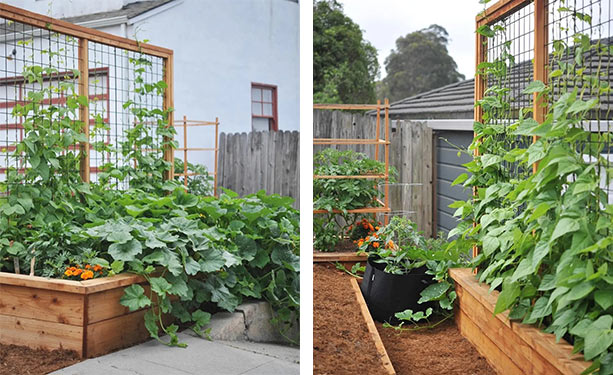 私家花园设计新方向——打造一个蔬菜花园，生活愈加美满