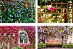13种适合装扮庭院的花，都可以爬上墙哦，真是美极了！