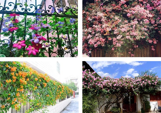13种适合装扮庭院的花，都可以爬上墙哦，真是美极了